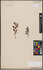 Foto von Salix aurita L. x Salix repens L.